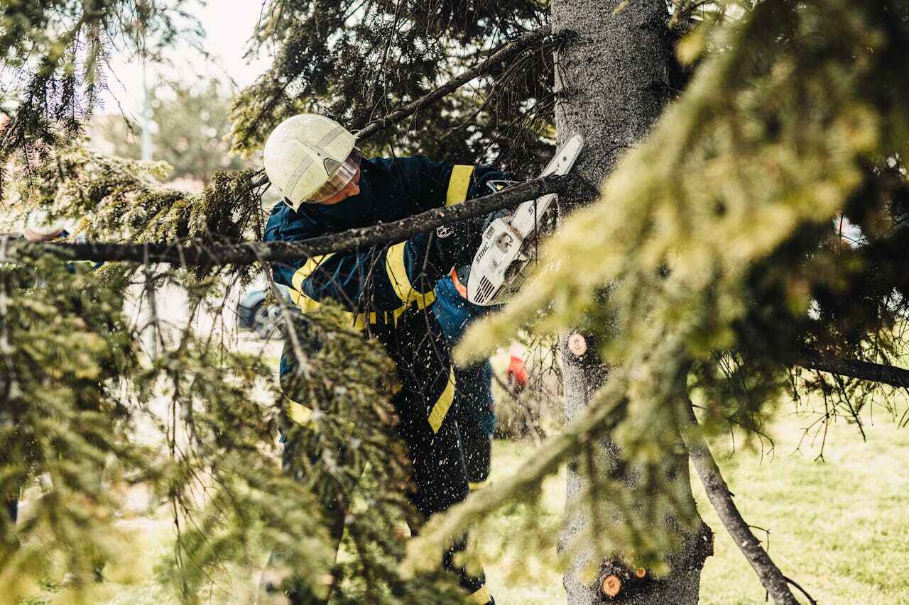 The Steps Involved in Our Tree Care Process in Blaine, MN